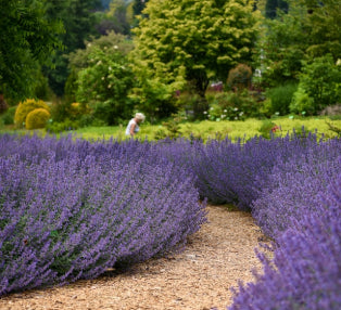 Provence