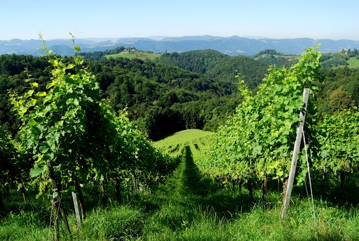 Weingut Tement