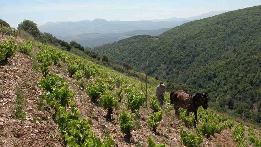 Bodegas Peique